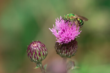 A silky striped sweat bee (Agapostemon sericeus) gathers pollen on a Canada thistle in Toronto, Ontario's Taylor Creek Park.