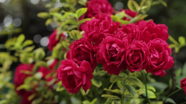 A bush of red roses. In the summer there are many red roses, they are already overripe. Beauty at home and joy for a woman. A gift for March 8 or St. Valentine's Day