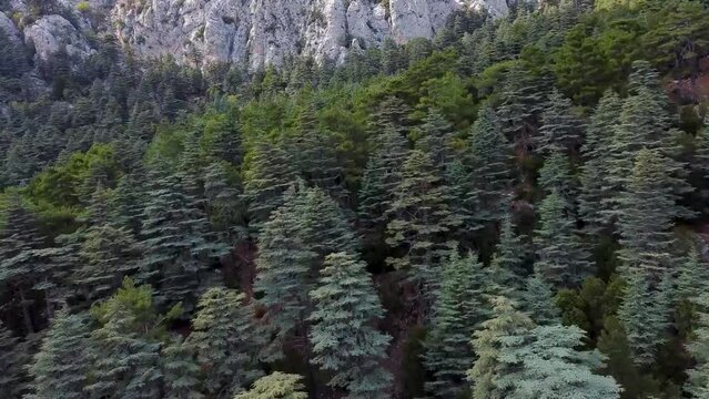 Aerial video of wild forest with huge Lebanon cedar trees in mountains along lycian way in Turkey.