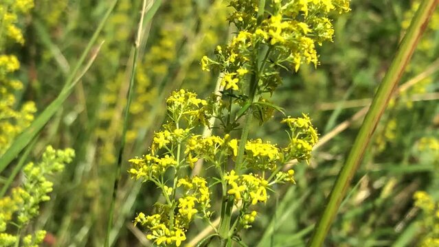 Lady's bedstraw,  spice and medicinal plant with flowers