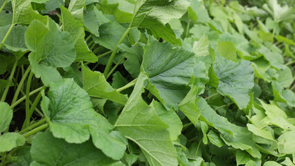 Green leaves of zucchini in summer. Harvesting field, farming, caring for zucchini. A good harvest, a well-kept field without chemicals
