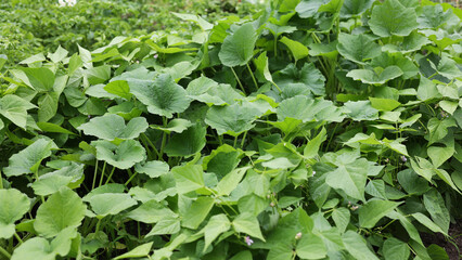 Green leaves of zucchini in summer. Harvesting field, farming, caring for zucchini. A good harvest, a well-kept field without chemicals