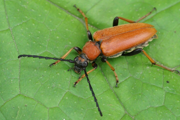 Closeup on a bulke Red-brown Longhorn Beetle , Corymbia or Stictoleptura rubra on a green leaf