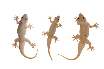 House lizard or hemidactylus frenatus isolated white background