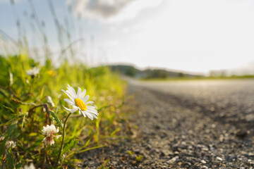 field of daisies