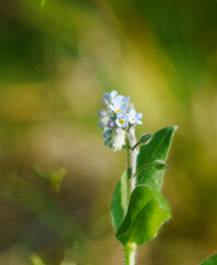 forget me not flowers