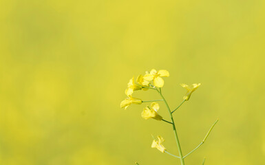 yellow flowers in the field