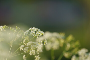 Anthriscus silvestris in evening light