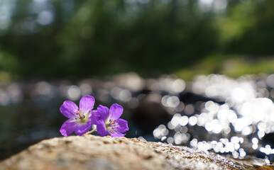 Flowers near the water