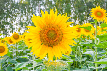 Beautiful sunflower in sunflowers field on summer with blue sky at Europe.