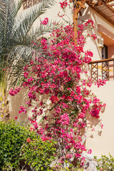 The exterior of a hotel in Marsa Alam, Egypt, is surrounded by bright curly flowers and palm trees.