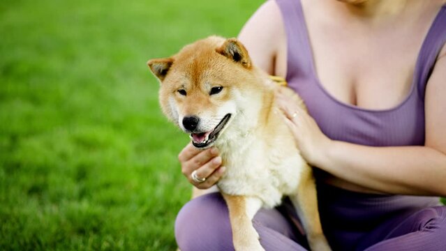 Portrait of adorable, happy dog of the Simba breed in the park on the green grass at sunset. The girl hugs and strokes her beloved pet.
