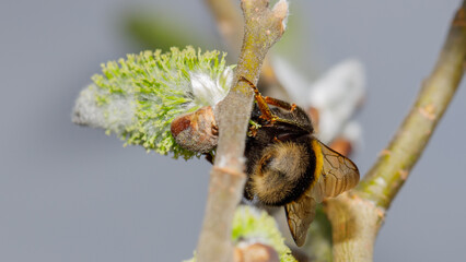 Hummel bei der Arbeit © Mitschi