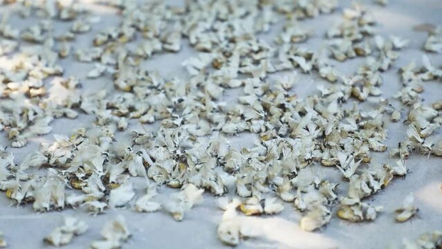 Flock of beautiful silkworm butterflies