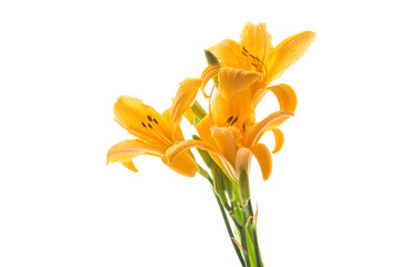Obraz na płótnie Canvas bouquet of beautiful yellow lilies, on white background.