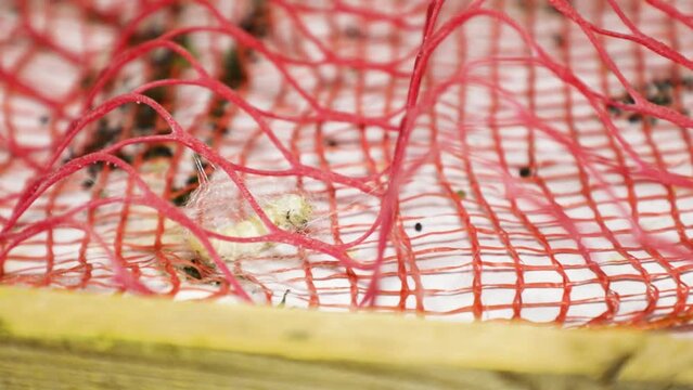 The silkworm caterpillar weaves a cocoon around itself
