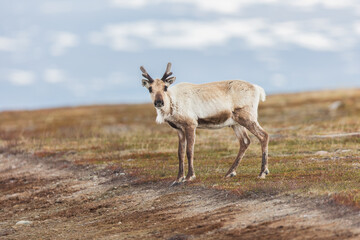 Wildlife scene from Sweden. Wild Reindeer. Rangifer tarandus.  Flatruet Sweden.