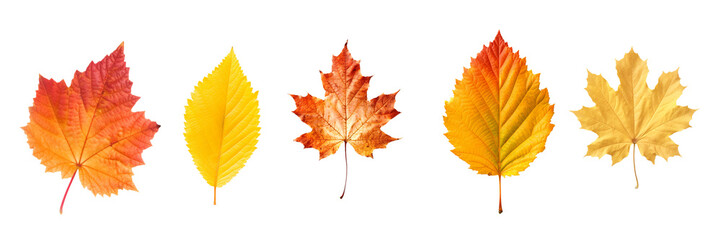 Close up set of five different orange and yellow colorful leaves in autumn, isolated on panoramic transparent  background, fall season, png file
