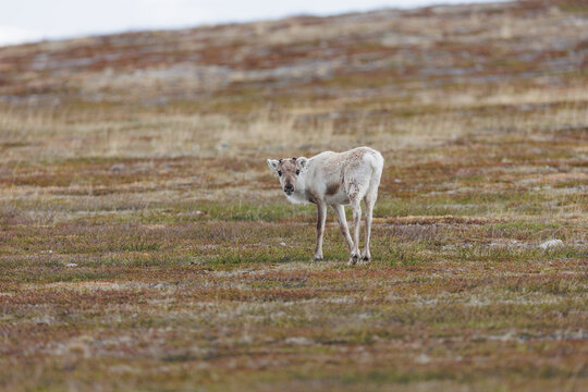 Wildlife scene from Sweden. Wild Reindeer. Rangifer tarandus.  Flatruet Sweden.