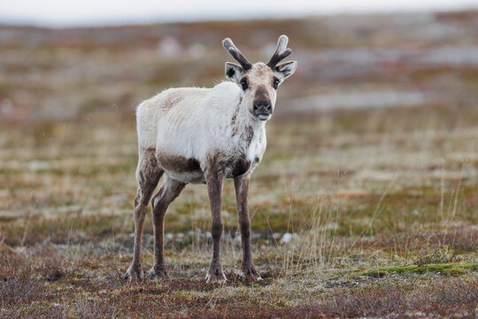 Wildlife scene from Sweden. Wild Reindeer. Rangifer tarandus.  Flatruet Sweden.