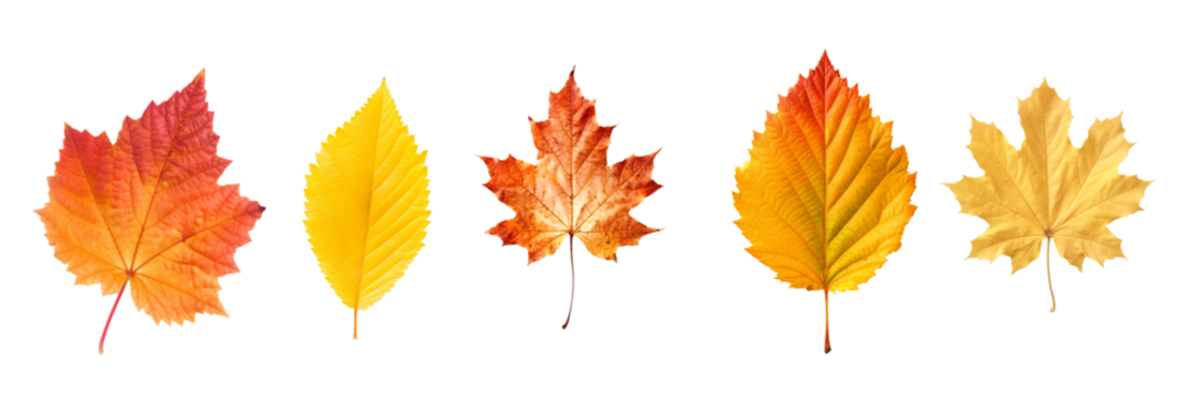 Close up photo, collection set of five different orange and yellow colorful leaves in autumn, isolated on panoramic transparent  background, fall autumnal season, png file