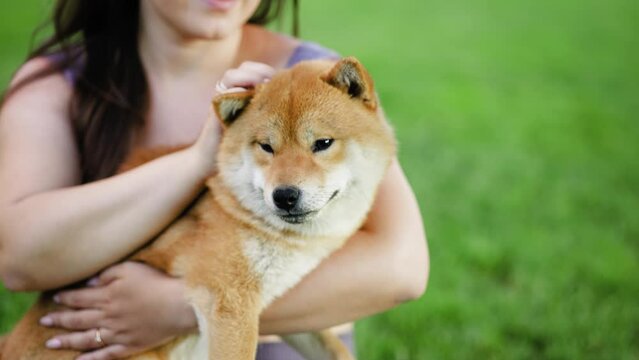 Portrait of adorable, happy dog of the Simba breed in the park on the green grass at sunset. The girl hugs and strokes her beloved pet.