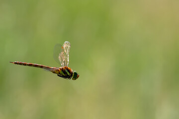 Dragonfly flies with its paws tucked unde. Pantala flavescens. Globe skimmer, male. Pantala...