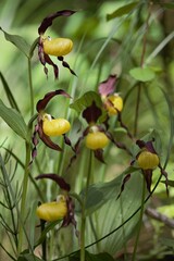 The Lady's Slipper Orchid