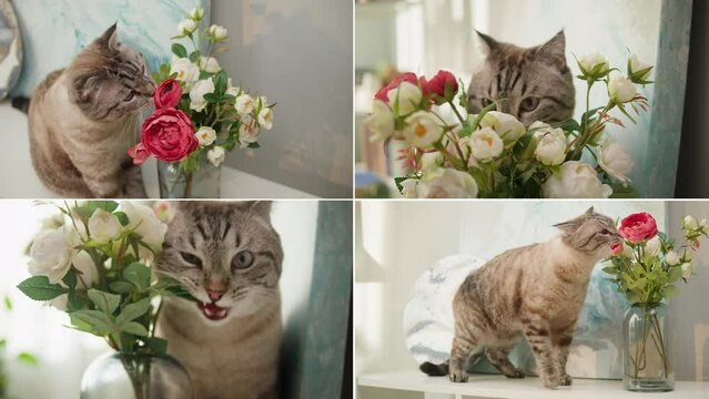 Happy Cat life collage, cat sitting and playing in living room multi screen shot. Grey kitten with big eyes close-up. Furry pedigreed pet relaxing in room. Little best friends. Domestic animal at home