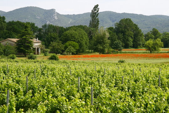 Les vignes en Ard&egrave;che dans le Vivarais en France