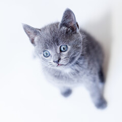 cute tiny grey kitten with blue eyes in studio white background