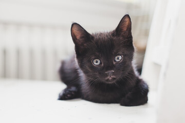 black kitten resting on chair looking into camera
