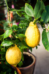 branch of lemon tree with yellow lemons