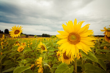 field of yellow sunroses 