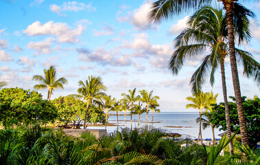 Fototapeta na wymiar palm trees on the beach on Big Island Hawaii