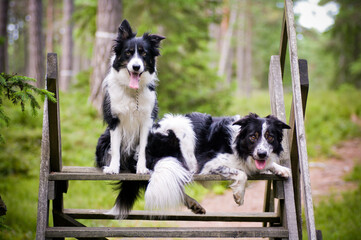 two bordercollies in the woods portrait Gotland
