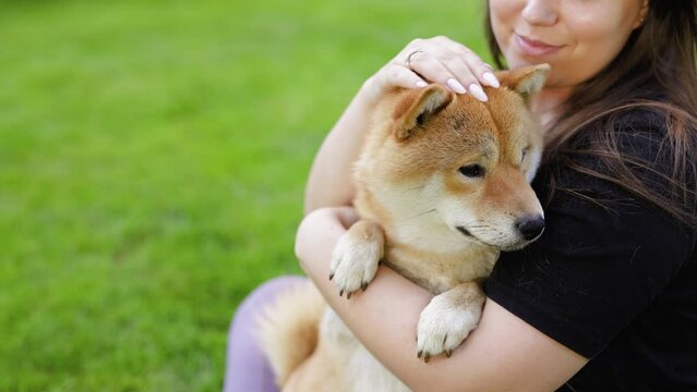 Portrait of adorable, happy dog of the Simba breed in the park on the green grass at sunset. The girl hugs and strokes her beloved pet.