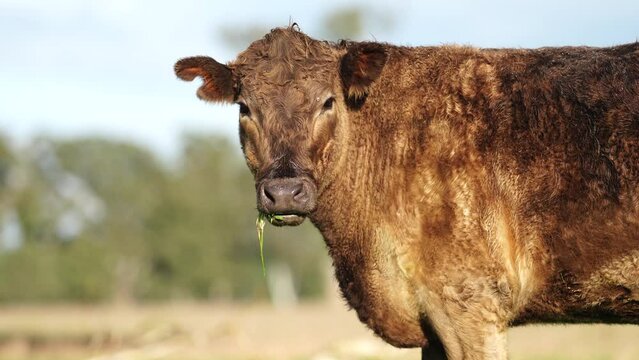 Close up of Stud Beef bulls and cows grazing on grass in a field, in Australia. eating hay and silage. breeds include speckle park, murray grey, angus, brangus and wagyu.