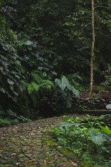 Bali jungle, vegetation, green leaves.