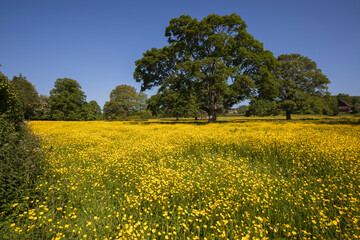 Yellow buttercups growing in flower meadow with oak trees and blue sky, Newbury, Berkshire, England, United Kingdom, Europe