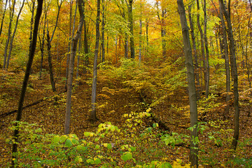 an autumn forest landscape. Autumn deciduous forest