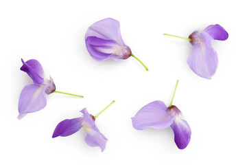 Wisteria flowers isolated on white background with full depth of field. Top view. Flat lay.