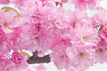 Pink Sakura blossoms on a tree in close-up. A spring flowering Japanese cherry tree.