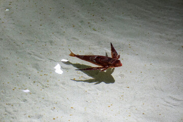 ITALIA-ACQUARIO-GENOVA