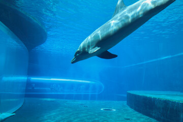 ITALIA-ACQUARIO-GENOVA