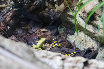 ITALIA-ACQUARIO-GENOVA
