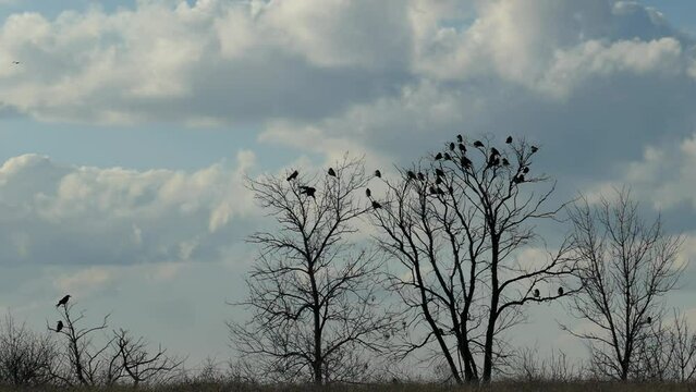 A flock of crows flies from the treetops slow motion. Silhouette flock of birds, scatter in different directions from bare tree branches. Slow Motion Footage of flock crows.