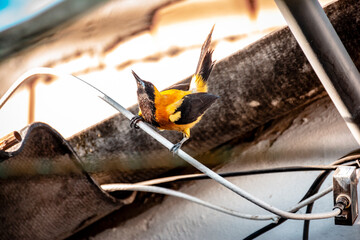 bird singing on the roof of a house. small yellow bird with black wings. bird migrating. latin american bird known as turpial monta&ntilde;ero, bolsero dorado or toche. species of the icteridae family.