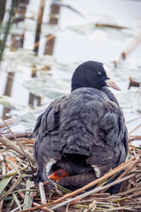 Eurasian female coot (Fulica atra) nests with small chick. Eurasian female coot sits on the nest on a sunny summer evening. Close-up portrait of female common coot on the nest with chick.