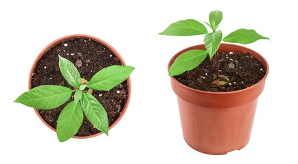Young avocado sprout with leaves in pot isolated on white background
